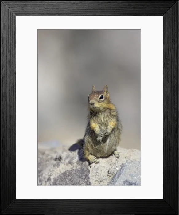 Framed Print : Golden-mantled Ground Squirrel Crater Lake National park Oregon, USA MA000408 Framed Print : Golden-mantled Ground Squirrel Crater Lake National park Oregon, USA MA000408