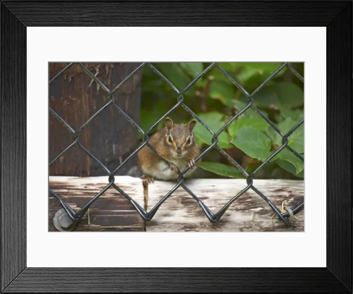 Framed Print : Townsend's Chipmunk Cape Mears, Oregon, USA MA000447 latin also Eutamias townsendii Framed Print : Townsend's Chipmunk Cape Mears, Oregon, USA MA000447 latin also Eutamias townsendii