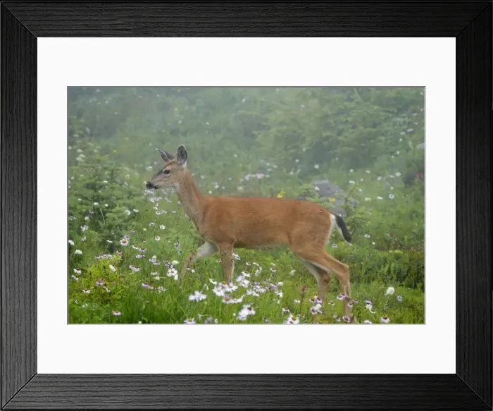 Framed Print : Black-Tailed Deer (Subsp of Mule deer) grazing in subalpine meadows in low early morning cloud Mount Rainier National Park, Washington State, USA MA000178 Framed Print : Black-Tailed Deer (Subsp of Mule deer) grazing in subalpine meadows in low early morning cloud Mount Rainier National Park, Washington State, USA MA000178