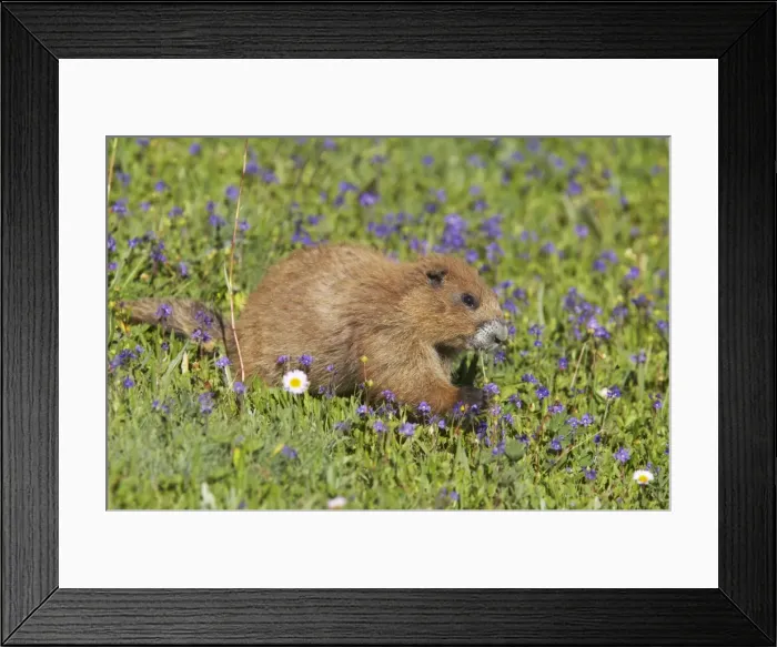 Framed Print : Olympic Marmot - Feeding on flowers in subalpine meadow Olympic National Park, Washington State, USA MA000345 Framed Print : Olympic Marmot - Feeding on flowers in subalpine meadow Olympic National Park, Washington State, USA MA000345