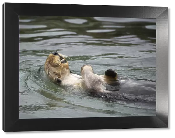 Sea Otter - Swimming on back Oregon, USA (Captive) MA000404