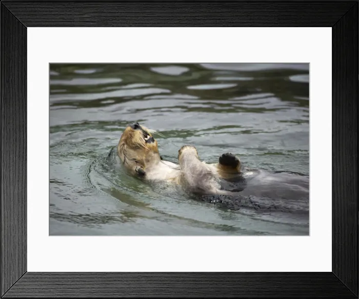 Framed Print : Sea Otter - Swimming on back Oregon, USA (Captive) MA000404 Framed Print : Sea Otter - Swimming on back Oregon, USA (Captive) MA000404