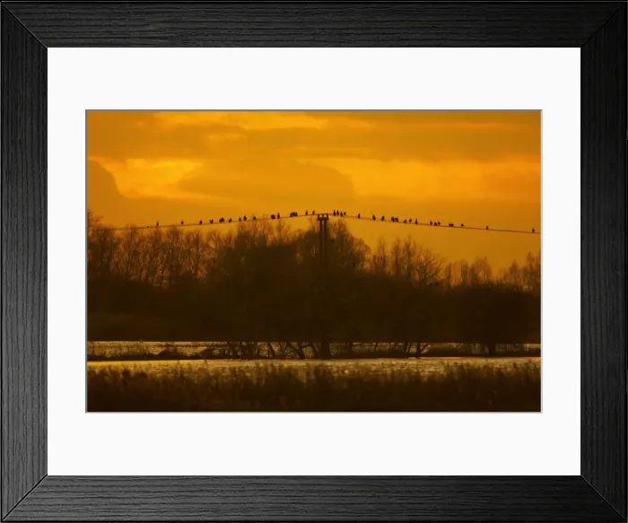 Framed Print : Great Cormorants - On power lines at Sunset Welney, Ouse Washes, Norfolk, UK BI000083 Framed Print : Great Cormorants - On power lines at Sunset Welney, Ouse Washes, Norfolk, UK BI000083