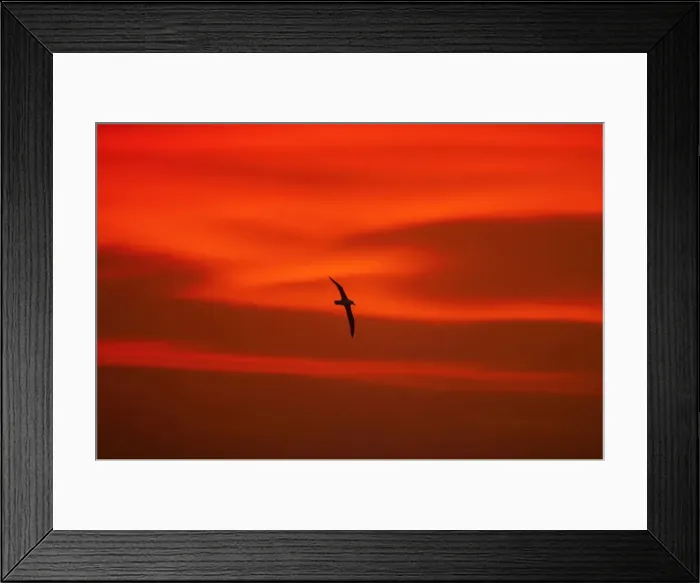 Framed Print : Black Browed Albatross - In flight at Sunset Off Steeple Jackson Island, Falklands BI007095 Framed Print : Black Browed Albatross - In flight at Sunset Off Steeple Jackson Island, Falklands BI007095