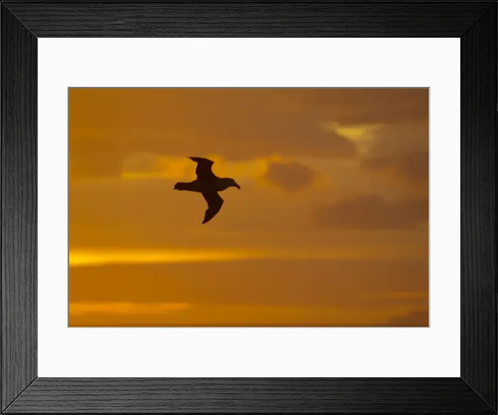 Framed Print : Northern Giant Petrel - In flight at Sunset South Georgia BI007288 Framed Print : Northern Giant Petrel - In flight at Sunset South Georgia BI007288