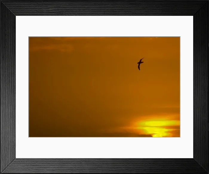 Framed Print : Southern Giant Petrel - In flight at sunset Falklands Islands BI007339 Framed Print : Southern Giant Petrel - In flight at sunset Falklands Islands BI007339