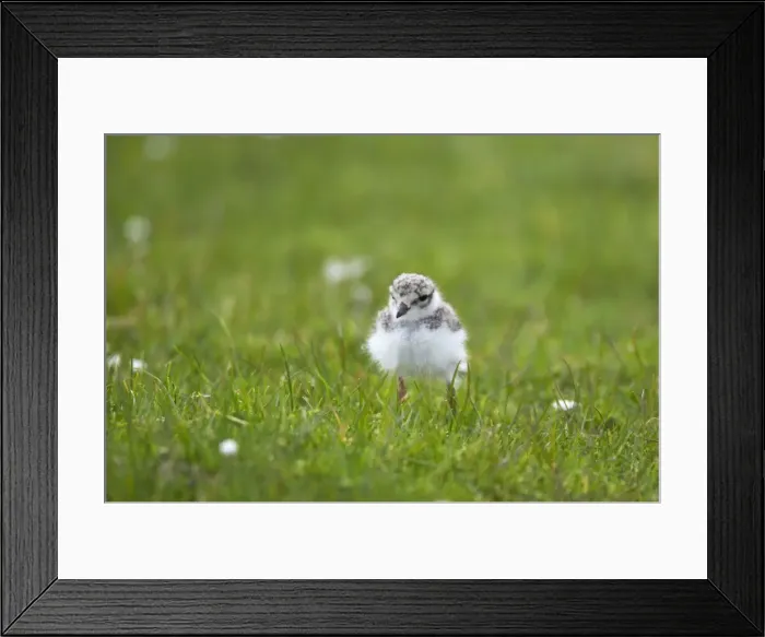 Framed Print : Ringed Plover - Chick Charadrius hiaticula Unst, Shetland, UK BI011388 Framed Print : Ringed Plover - Chick Charadrius hiaticula Unst, Shetland, UK BI011388