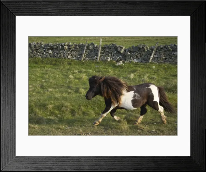 Framed Print : Shetland Pony - Stallion Trotting Unst, Shetland, UK MA001268 Framed Print : Shetland Pony - Stallion Trotting Unst, Shetland, UK MA001268