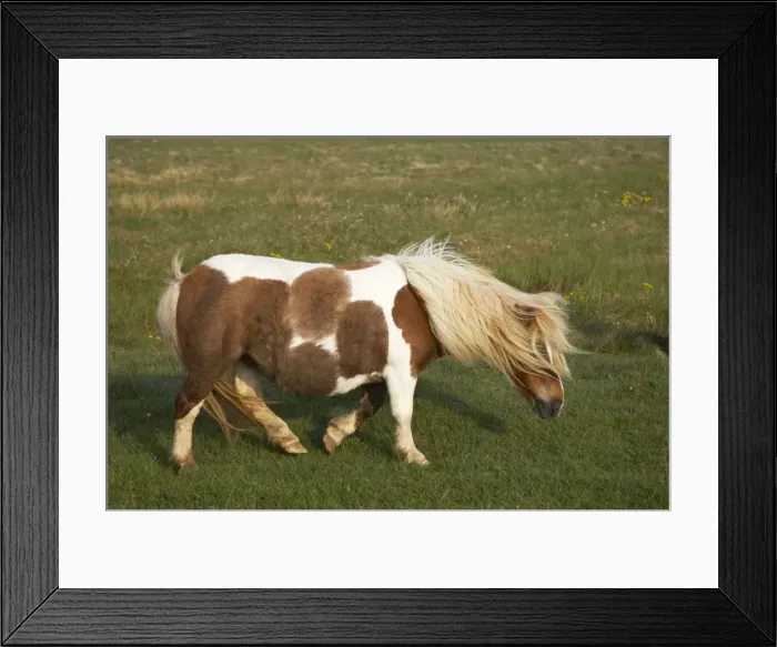 Framed Print : Shetland Pony Unst, Shetland, UK MA001273 Framed Print : Shetland Pony Unst, Shetland, UK MA001273
