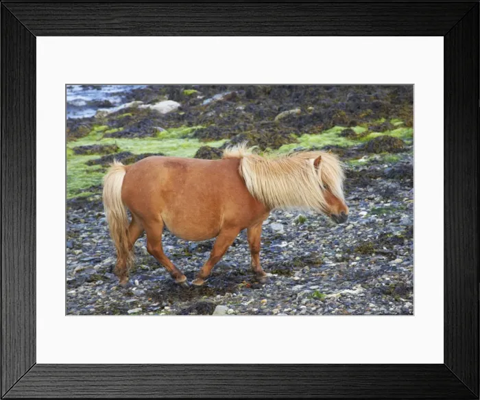 Framed Print : Shetland Pony - On Beach Unst, Shetland, UK MA001308