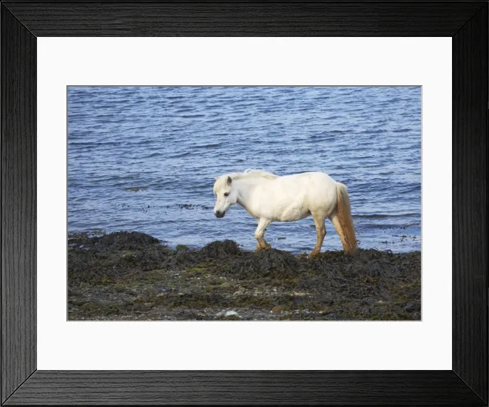 Framed Print : Shetland Pony - On Shore amongst seaweed Unst, Shetland, UK MA001305 Framed Print : Shetland Pony - On Shore amongst seaweed Unst, Shetland, UK MA001305
