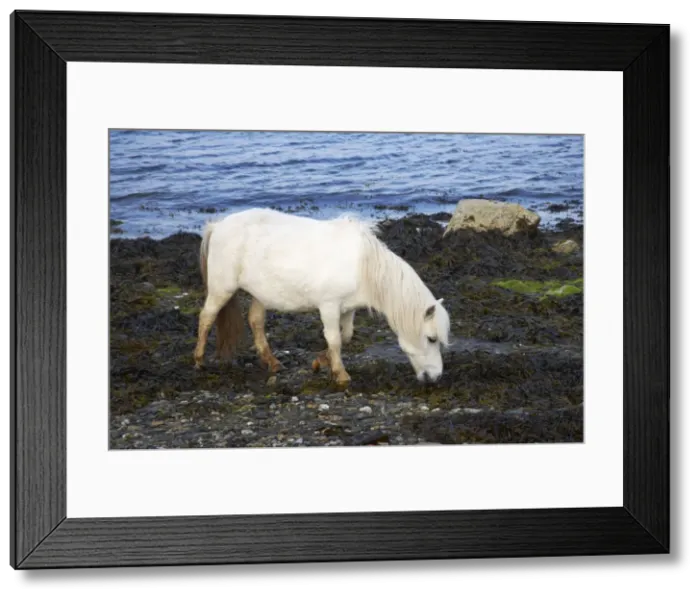 Framed Print : Shetland Pony - Grazing on Seaweed Unst, Shetland, UK MA001312 Framed Print : Shetland Pony - Grazing on Seaweed Unst, Shetland, UK MA001312