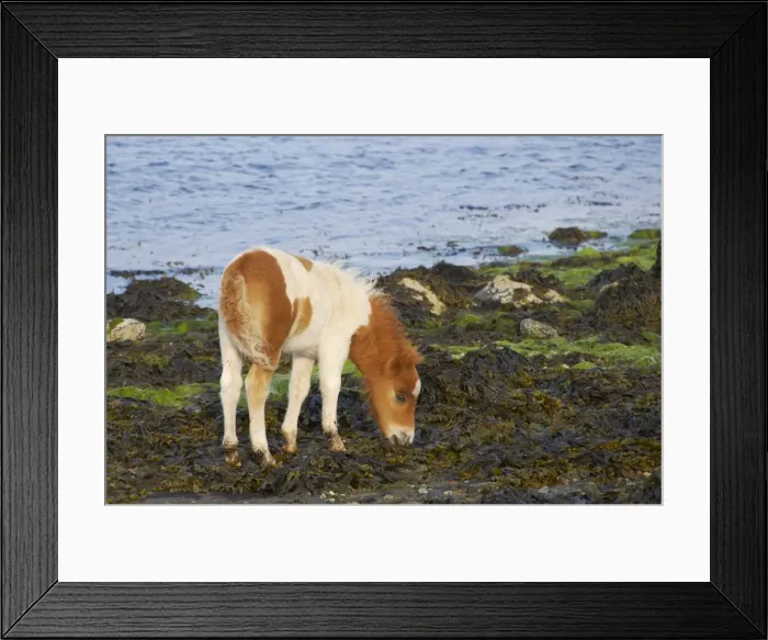 Framed Print : Shetland Pony - Foal Grazing on Seaweed Unst, Shetland, UK MA001327 Framed Print : Shetland Pony - Foal Grazing on Seaweed Unst, Shetland, UK MA001327