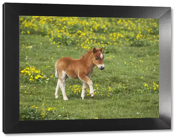 Shetland Pony - Foal Shetland Mainland, UK MA001359