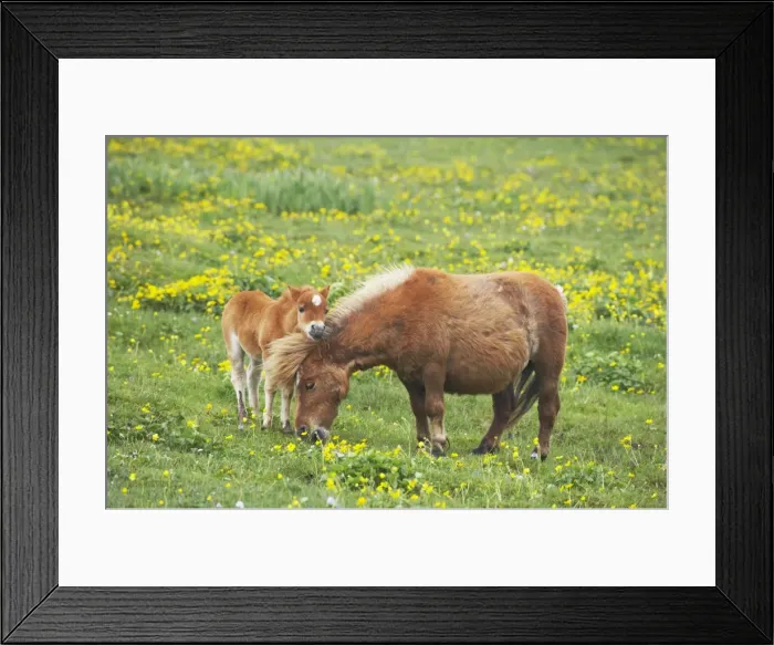 Framed Print : Shetland Pony - Mare and Foal amongst Marsh Marigolds Shetland Mainland, UK MA001366 Framed Print : Shetland Pony - Mare and Foal amongst Marsh Marigolds Shetland Mainland, UK MA001366