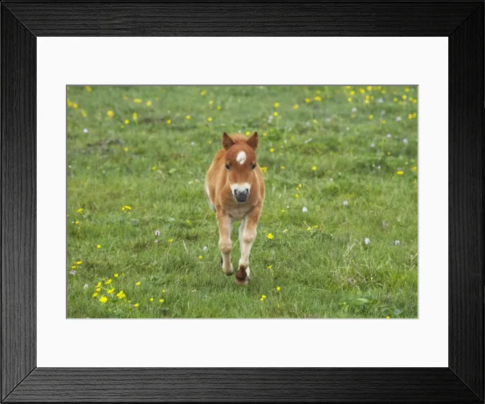 Framed Print : Shetland Pony - Foal Running Shetland Mainland, UK MA001371 Framed Print : Shetland Pony - Foal Running Shetland Mainland, UK MA001371