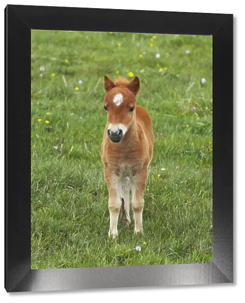 Shetland Pony - Foal Shetland Mainland, UK MA001372