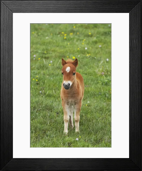 Framed Print : Shetland Pony - Foal Shetland Mainland, UK MA001372 Framed Print : Shetland Pony - Foal Shetland Mainland, UK MA001372