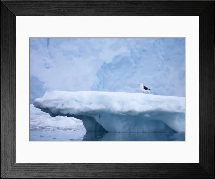 Framed Print : Kelp / Southern Black Backed Gull - On iceberg with glacier in background Larus dominicanus Neko Harbour Antarctic Penninsular BI007348 Framed Print : Kelp / Southern Black Backed Gull - On iceberg with glacier in background Larus dominicanus Neko Harbour Antarctic Penninsular BI007348