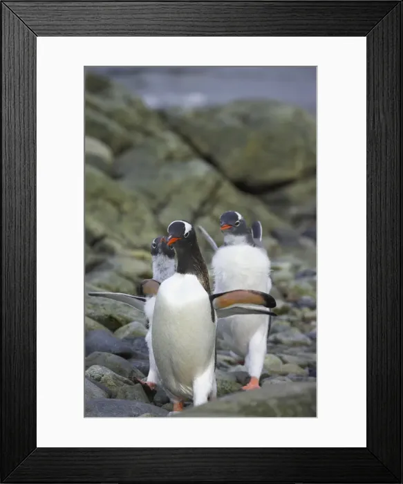 Framed Print : Gentoo Penguin - Young chasing adult for food Pygoscelis papua Ronge Island Antarctica Penninsular BI007731 Framed Print : Gentoo Penguin - Young chasing adult for food Pygoscelis papua Ronge Island Antarctica Penninsular BI007731
