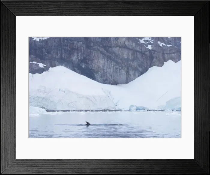 Framed Print : Minke Whale Balaenoptera acutorostrata Neko Harbour Antarctic Penninsular MA001101 Framed Print : Minke Whale Balaenoptera acutorostrata Neko Harbour Antarctic Penninsular MA001101