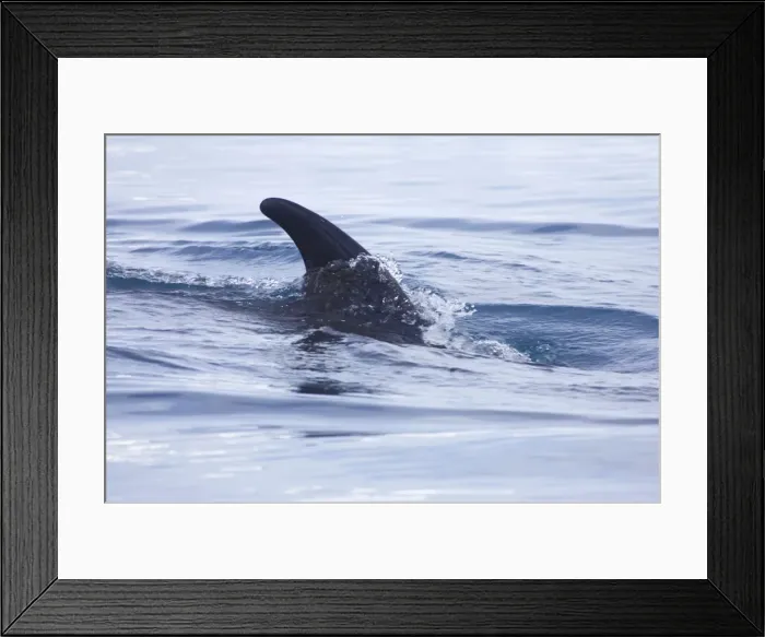 Framed Print : Minke Whale Balaenoptera acutorostrata Neko Harbour Antarctic Penninsular MA001090 Framed Print : Minke Whale Balaenoptera acutorostrata Neko Harbour Antarctic Penninsular MA001090