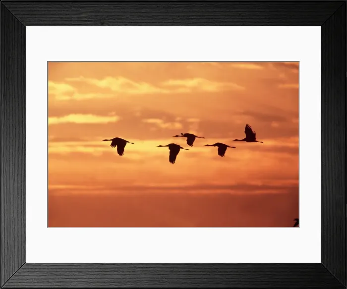 Framed Print : Sandhill Cranes - In flight at dawn, leaving roost, Bosque USA Framed Print : Sandhill Cranes - In flight at dawn, leaving roost, Bosque USA