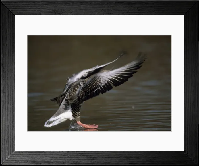 Framed Print : Greylag Goose - Coming in to Land Norfolk, UK BI006879 Framed Print : Greylag Goose - Coming in to Land Norfolk, UK BI006879