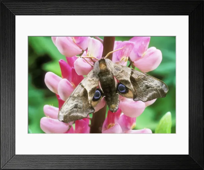 Framed Print : Eyed Hawk-moth On lupin flower Framed Print : Eyed Hawk-moth On lupin flower