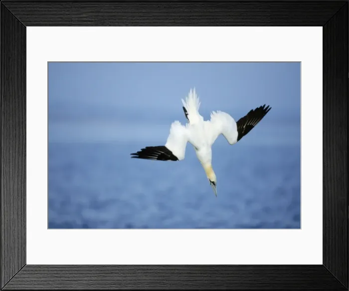 Framed Print : Gannet - diving for fish North Sea, UK BI002245 Framed Print : Gannet - diving for fish North Sea, UK BI002245
