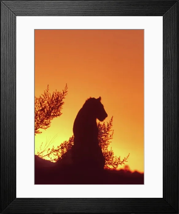 Framed Print : African Lion silhouette - Lions stir, as the sun sets, from conserving energy during the heat of the day Moremi, Botswana, Africa Framed Print : African Lion silhouette - Lions stir, as the sun sets, from conserving energy during the heat of the day Moremi, Botswana, Africa
