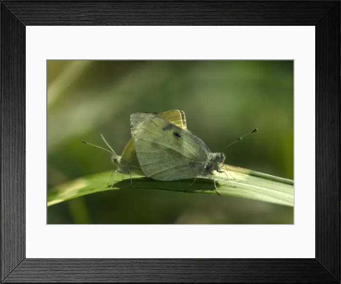 Framed Print : Holly Blue Butterflies - On leafThe Holly Blue butterfly is a woodland species also common to gardens, in the south of England. Oxfordshire, England, UK Framed Print : Holly Blue Butterflies - On leafThe Holly Blue butterfly is a woodland species also common to gardens, in the south of England. Oxfordshire, England, UK