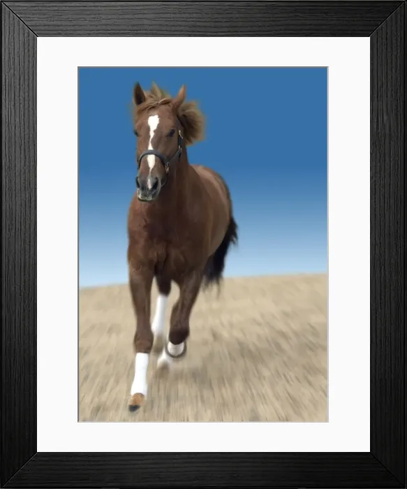 Framed Print : Chesnut horse galloping front-on Framed Print : Chesnut horse galloping front-on