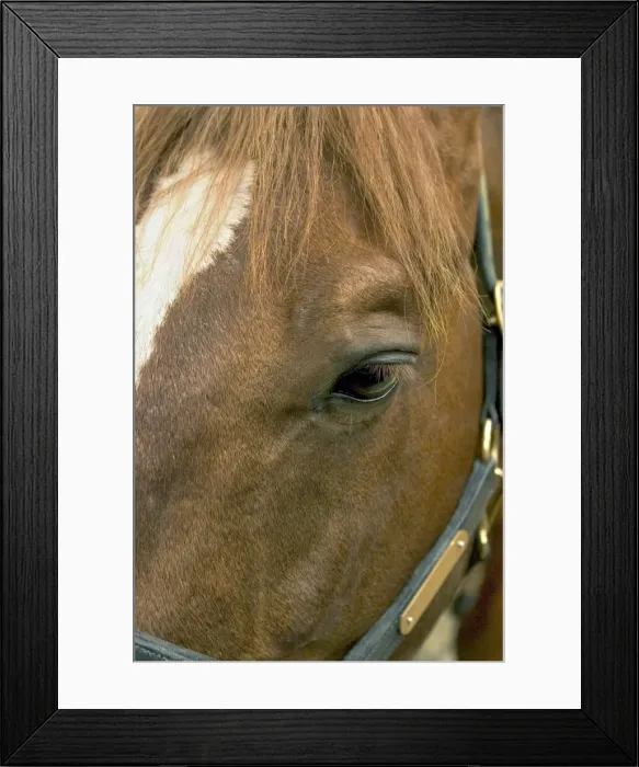 Framed Print : Horse's eye. Close-up Framed Print : Horse's eye. Close-up