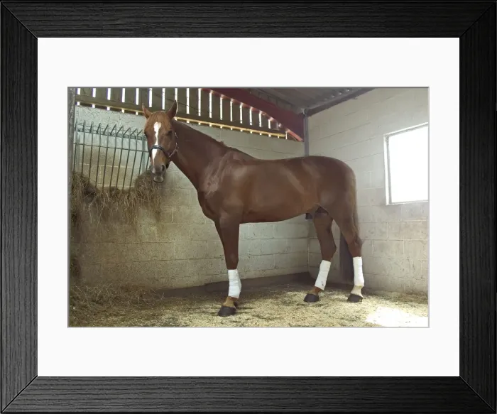 Framed Print : Chestnut horse in stable Framed Print : Chestnut horse in stable