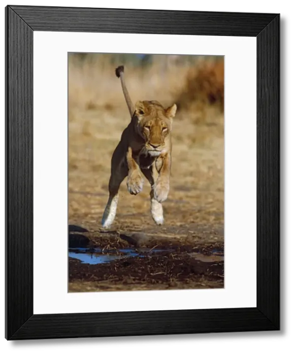 Framed Print : Lioness leaping - Lions go to great lengths to avoid getting wet preferring to keep paws dry Moremi, Botswana Framed Print : Lioness leaping - Lions go to great lengths to avoid getting wet preferring to keep paws dry Moremi, Botswana