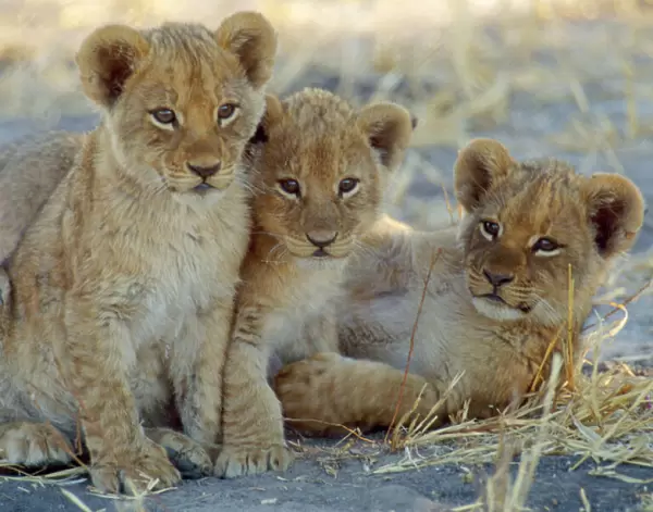 Lion - 8 week old cubs Botswana, Africa