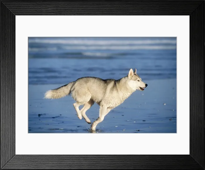 Framed Print : Siberian Husky Dog Running along beach Framed Print : Siberian Husky Dog Running along beach