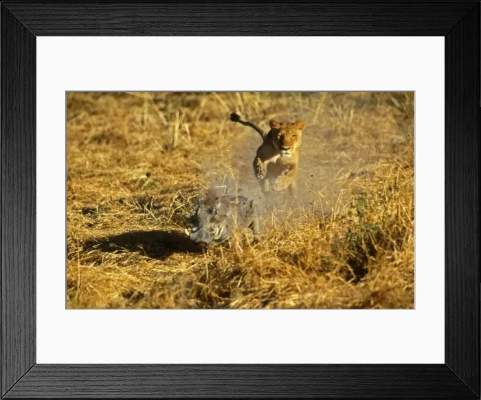 Framed Print : Lion Lioness chasing Warthog (Phacochoerus aethiopicus) Moremi, Botswana Framed Print : Lion Lioness chasing Warthog (Phacochoerus aethiopicus) Moremi, Botswana