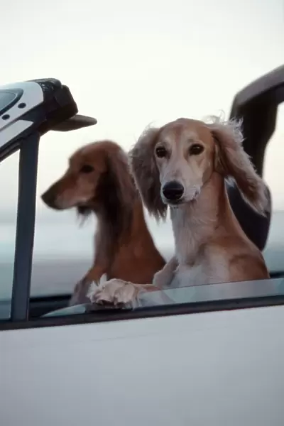 Saluki Dogs in car Cape Town, South Africa