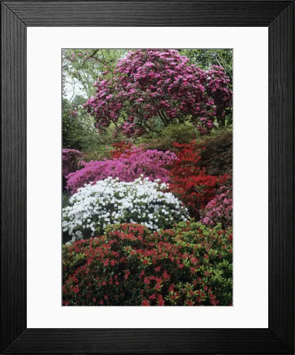 Framed Print : Azaleas - show of Azaleas at exbury gardens Hampshire UK Framed Print : Azaleas - show of Azaleas at exbury gardens Hampshire UK