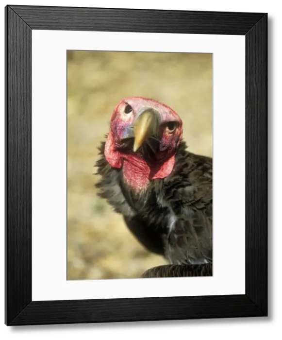 Framed Print : Lappet-faced Vulture Castle of Eagles, Chauvigny, France Framed Print : Lappet-faced Vulture Castle of Eagles, Chauvigny, France