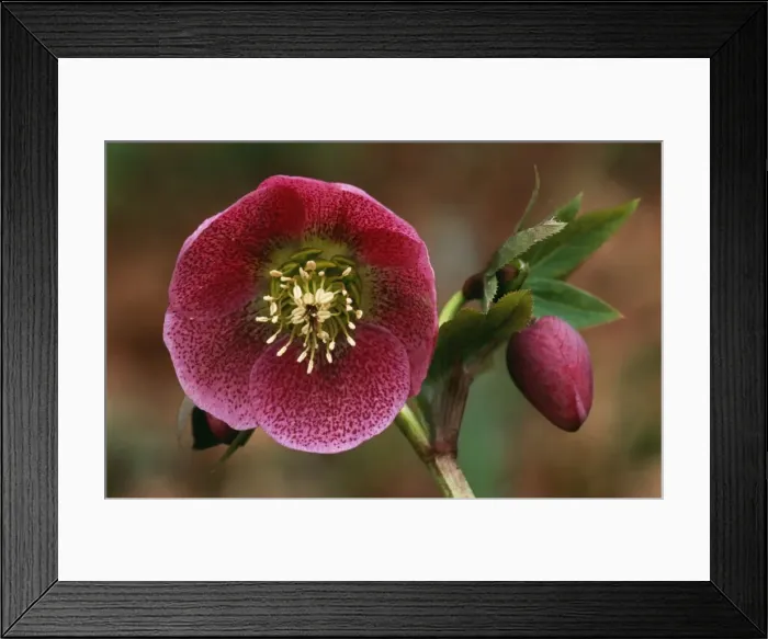 Framed Print : Helleborus Orientalis Varieties selection East Sussex garden, UK Framed Print : Helleborus Orientalis Varieties selection East Sussex garden, UK