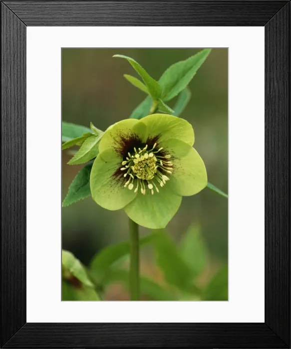 Framed Print : Helleborus Orien talis Various selection East Sussex garden, UK Framed Print : Helleborus Orien talis Various selection East Sussex garden, UK
