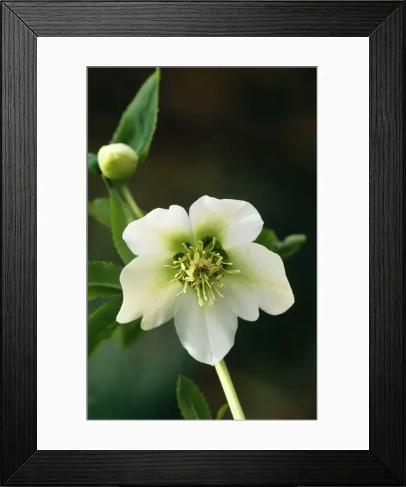Framed Print : Helleborus Orientalis Varieties selection East Sussex garden, UK Framed Print : Helleborus Orientalis Varieties selection East Sussex garden, UK