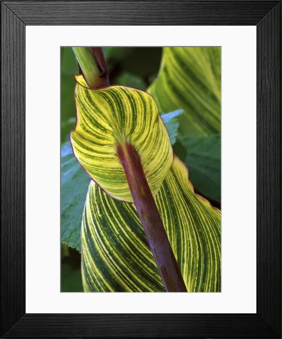 Framed Print : Canna Striata - October Kent garden, UK Framed Print : Canna Striata - October Kent garden, UK