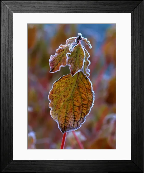 Framed Print : Winter Beauty - Rimmed frost on Cornus Sanguinea leaves - December Kent garden. UK Framed Print : Winter Beauty - Rimmed frost on Cornus Sanguinea leaves - December Kent garden. UK