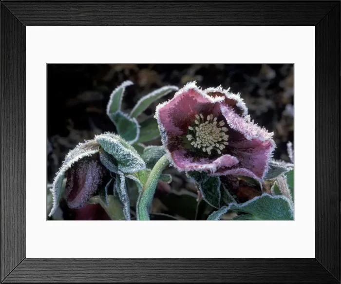 Framed Print : Hardy Hellebore surviving heavy frost - January Kent garden. U. K Framed Print : Hardy Hellebore surviving heavy frost - January Kent garden. U. K