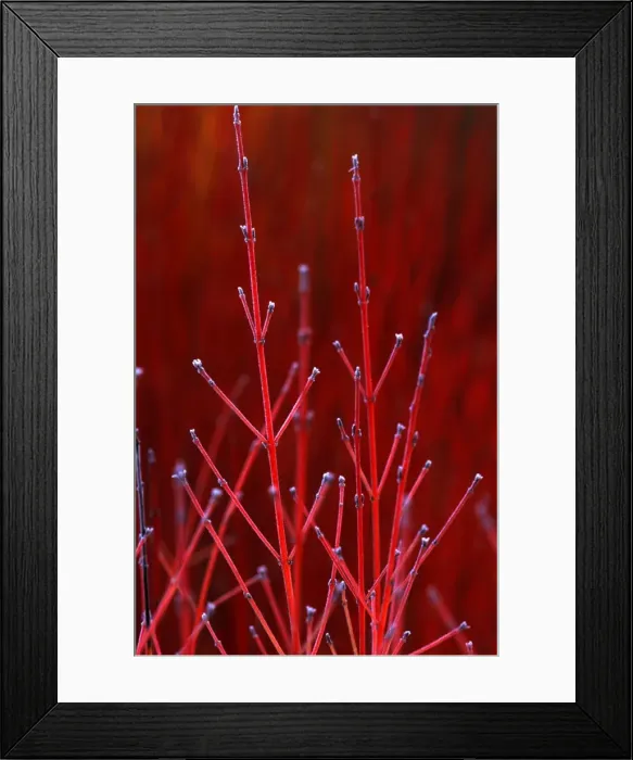 Framed Print : Cornus Winter Beauty - adds vibrant colour to winter borders - December Kent garden. UK Framed Print : Cornus Winter Beauty - adds vibrant colour to winter borders - December Kent garden. UK