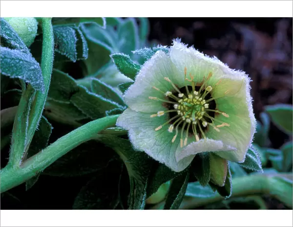 Hardy Hellebore x Hybridus - surviving sharp over-night frost - January Kent garden. UK